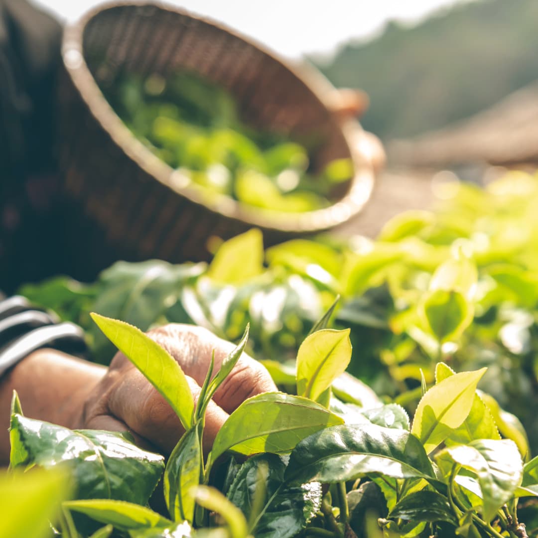 Feuille de thé dans plantation