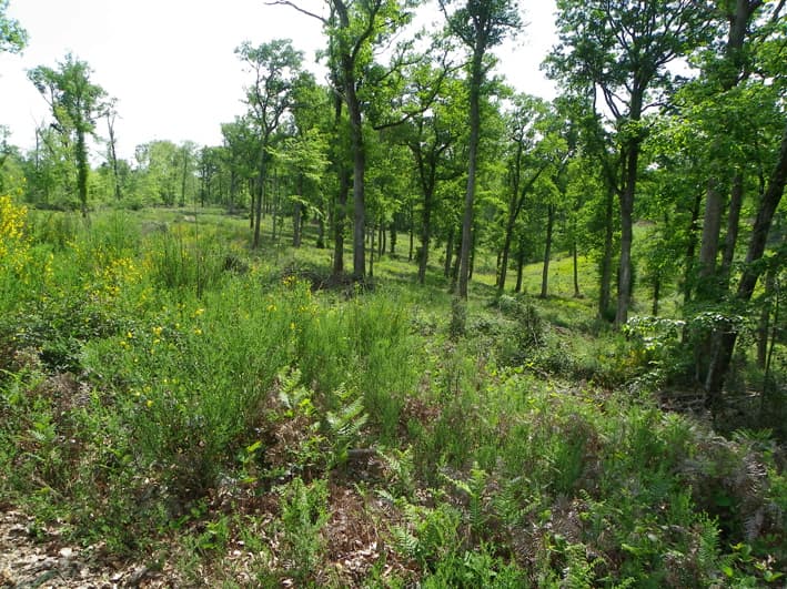 Forêt de Laveyron à Lussagnet