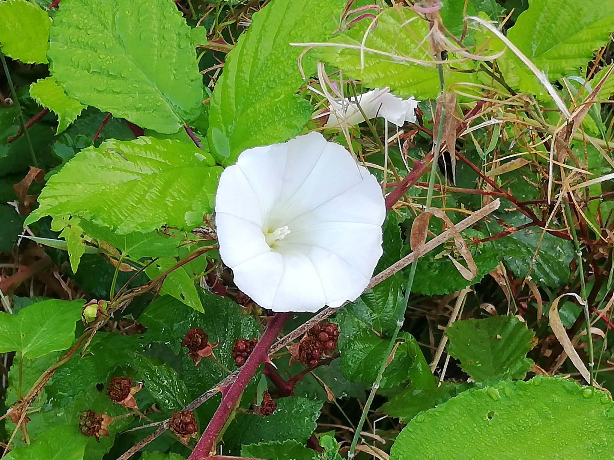 Fleur1