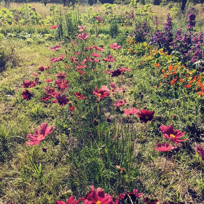 Fleurs 01
