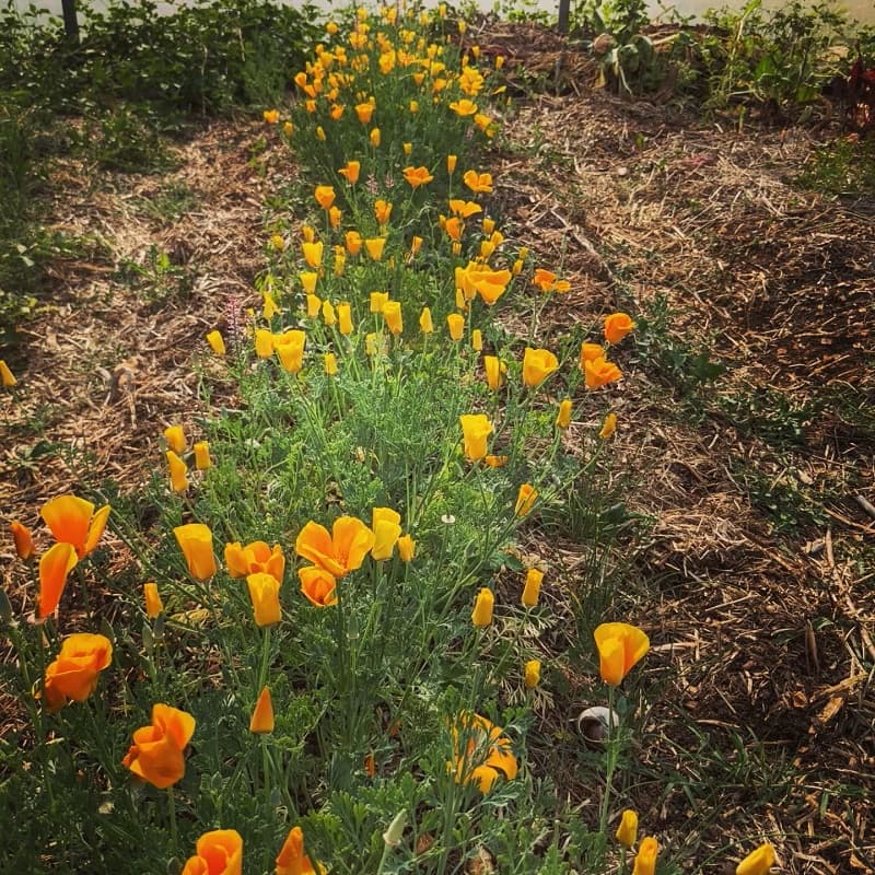 Fleurs 03