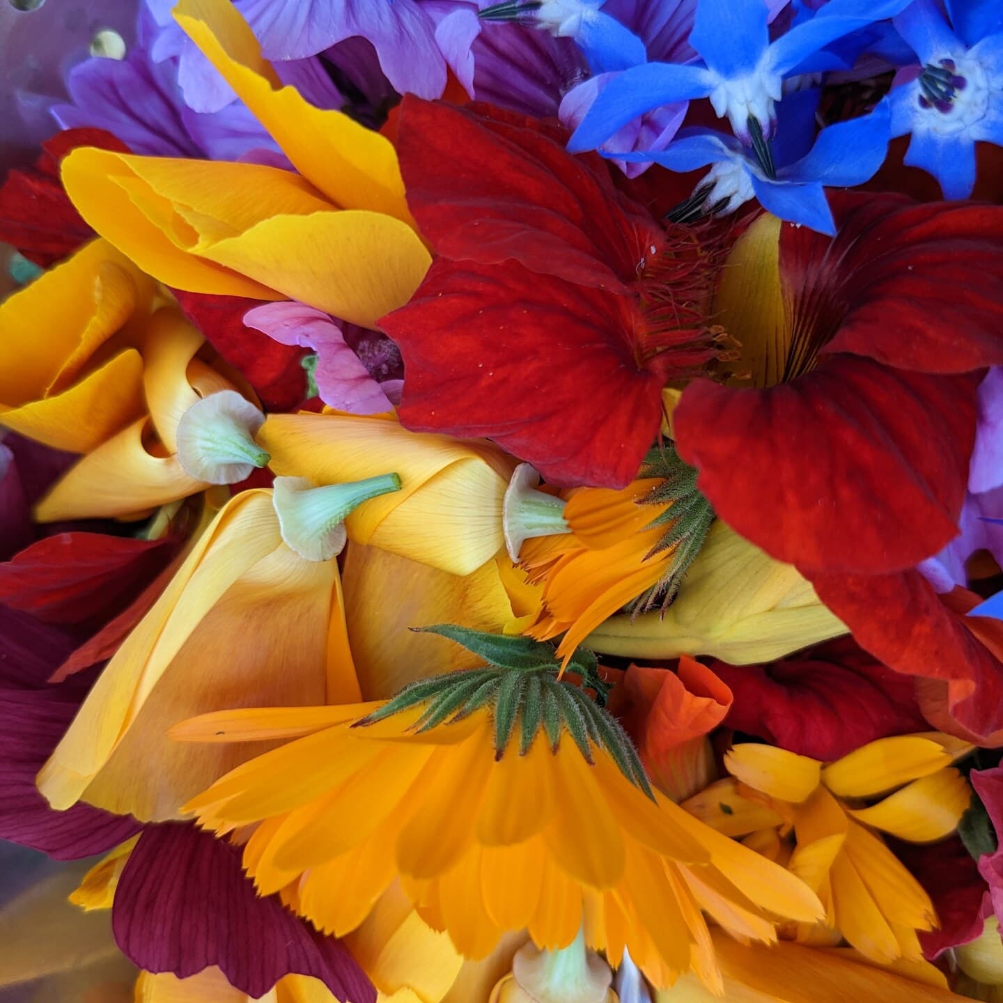 Fleurs