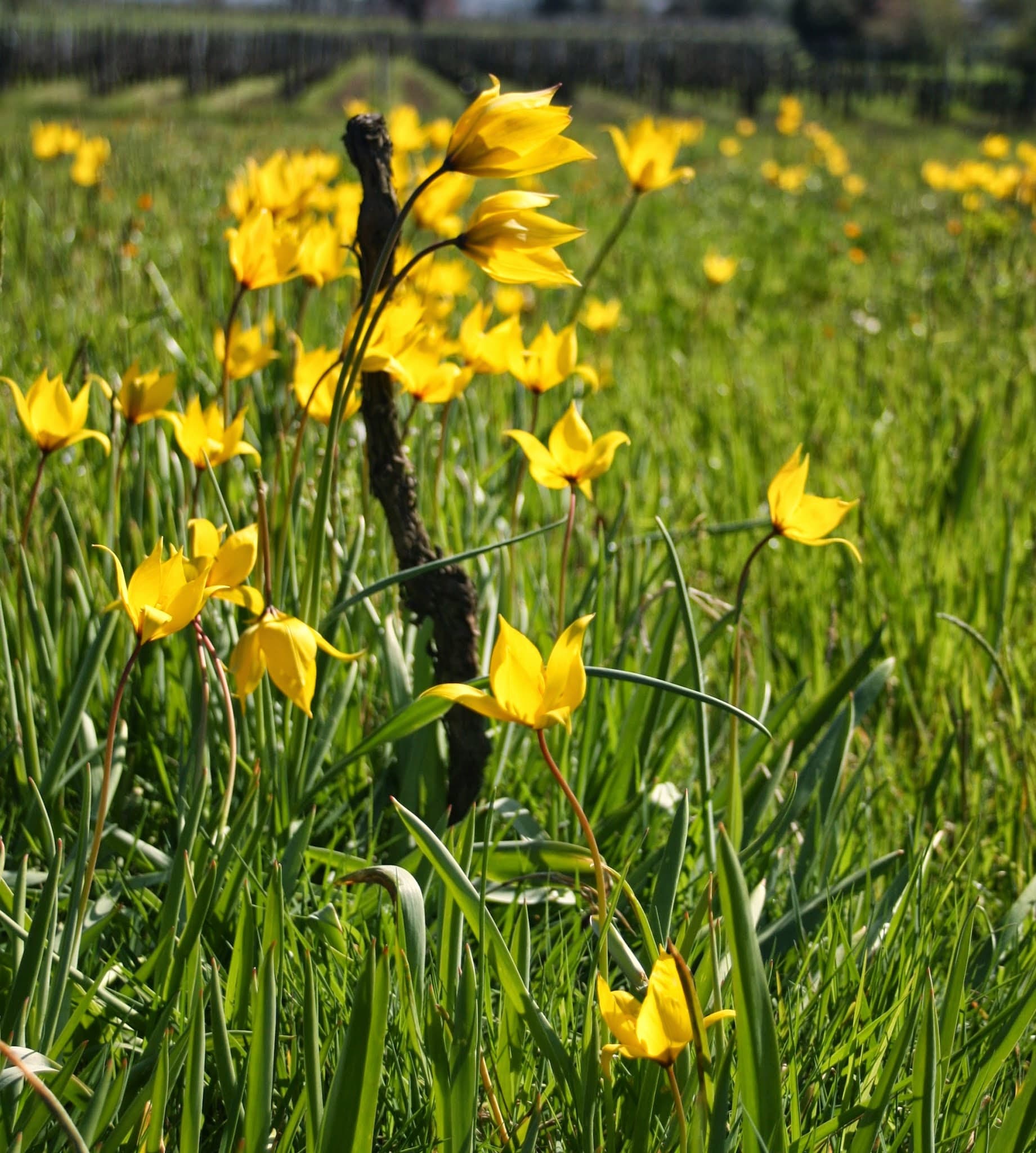 Fleurs jaunes+++