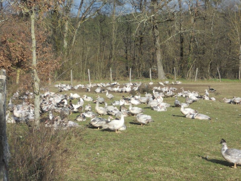 Les canards en liberté