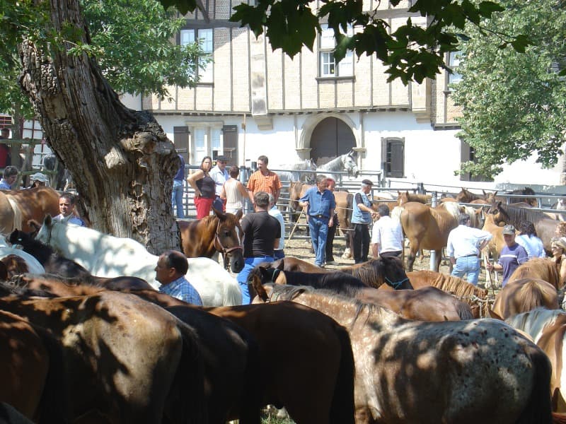 Foire de Garris - chevaux