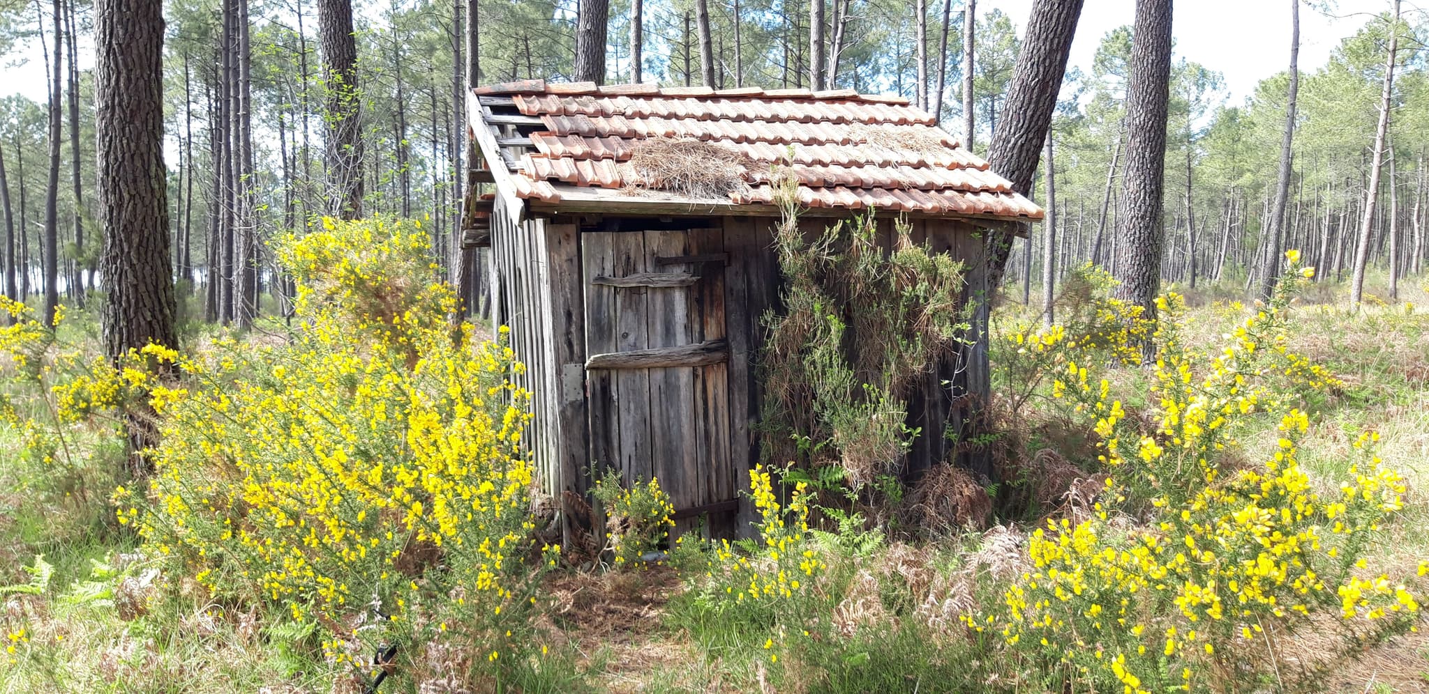 Forêt 02
