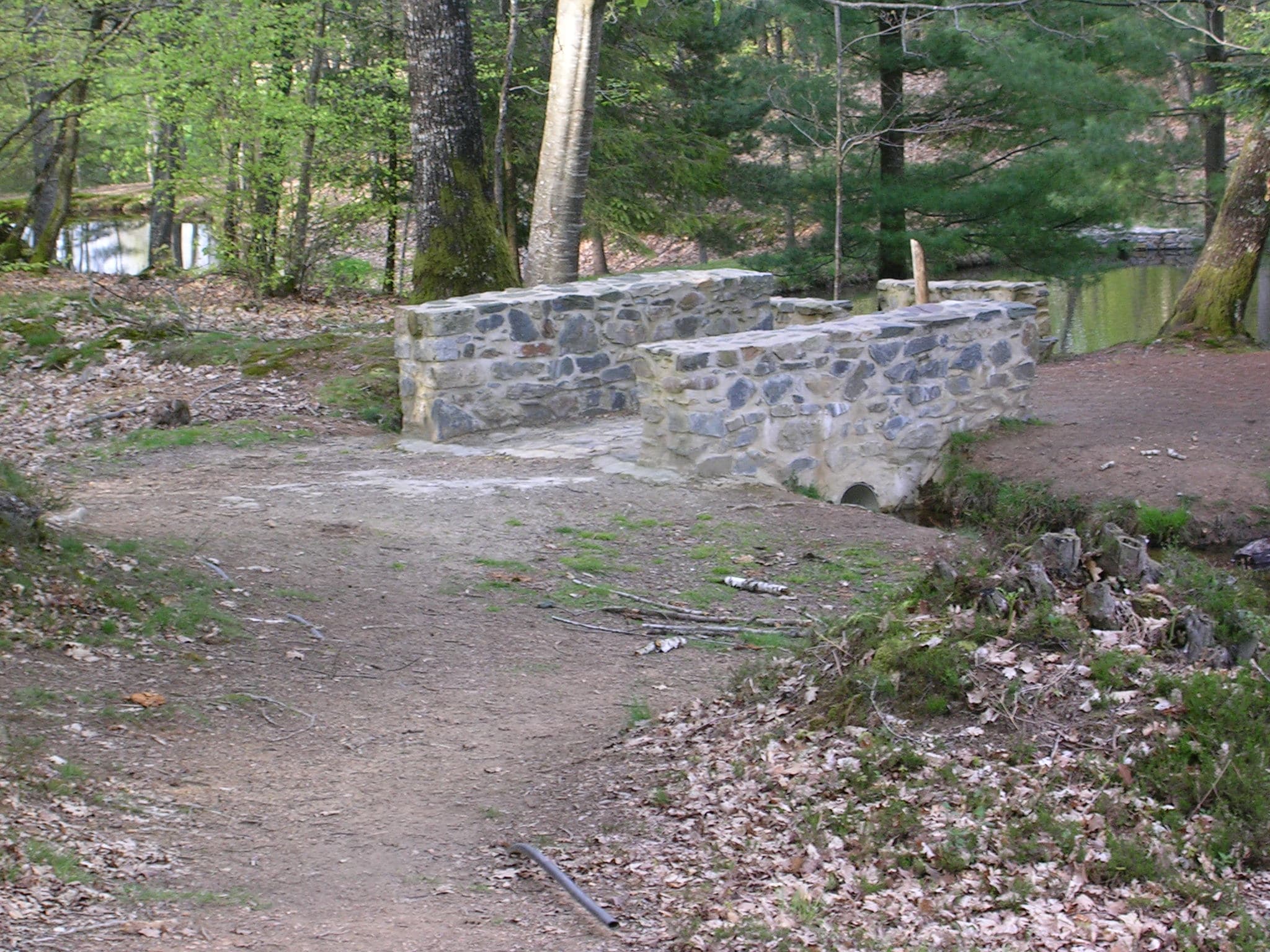 Forêt Loges 1