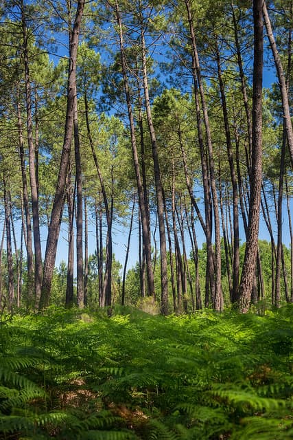Foret-Saint-Magne-Gironde-Tourisme
