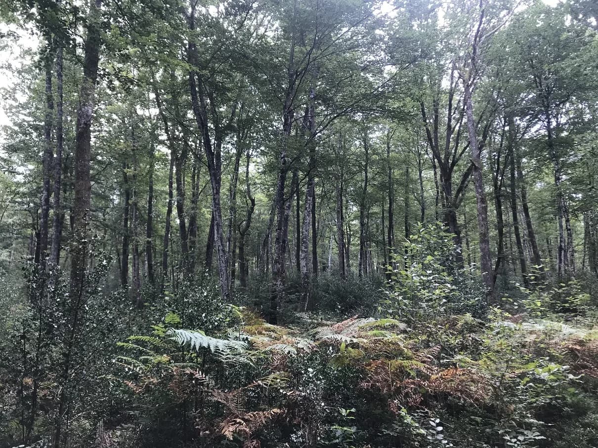 Foret de Mirambel