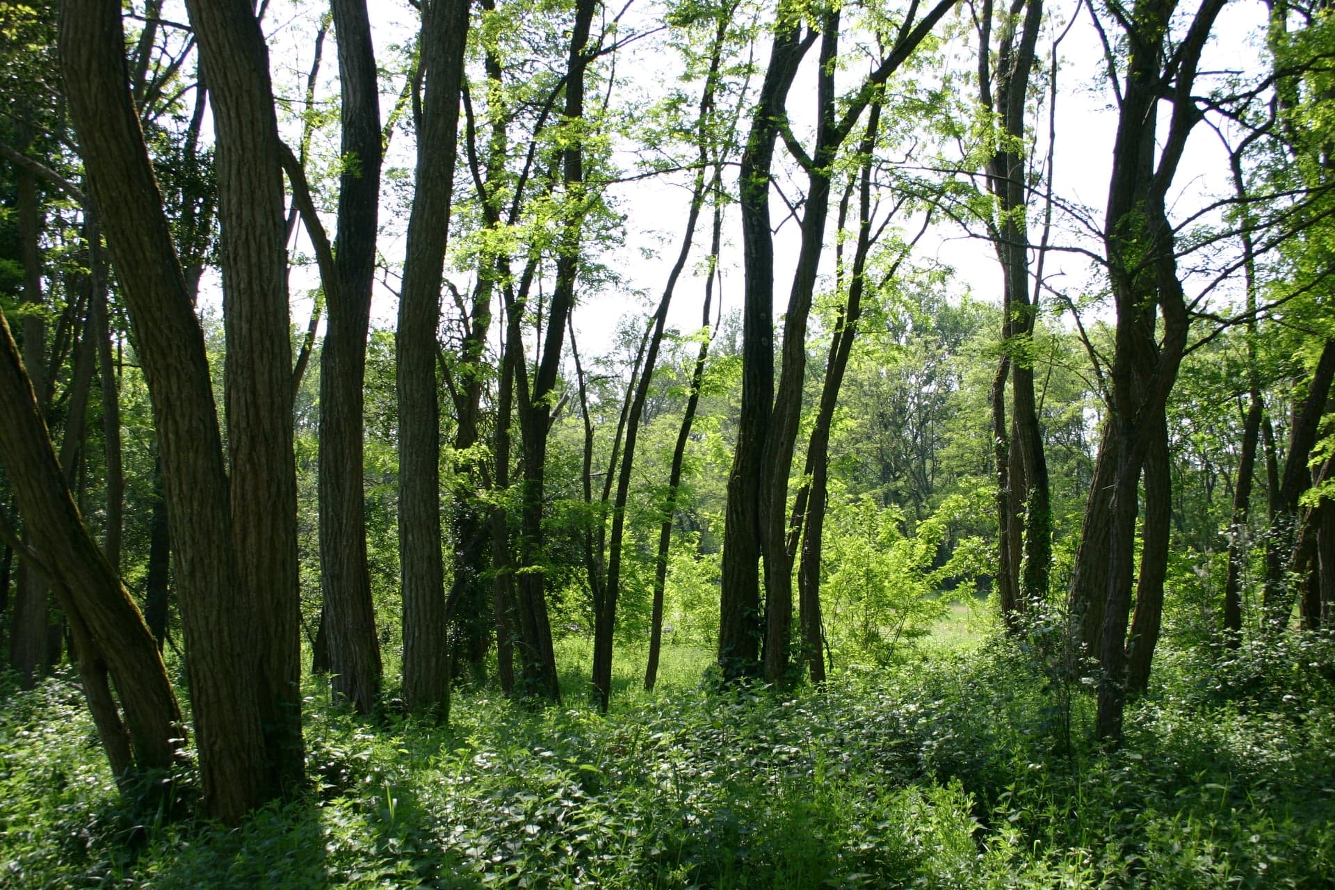 Foret de Scévolles 1