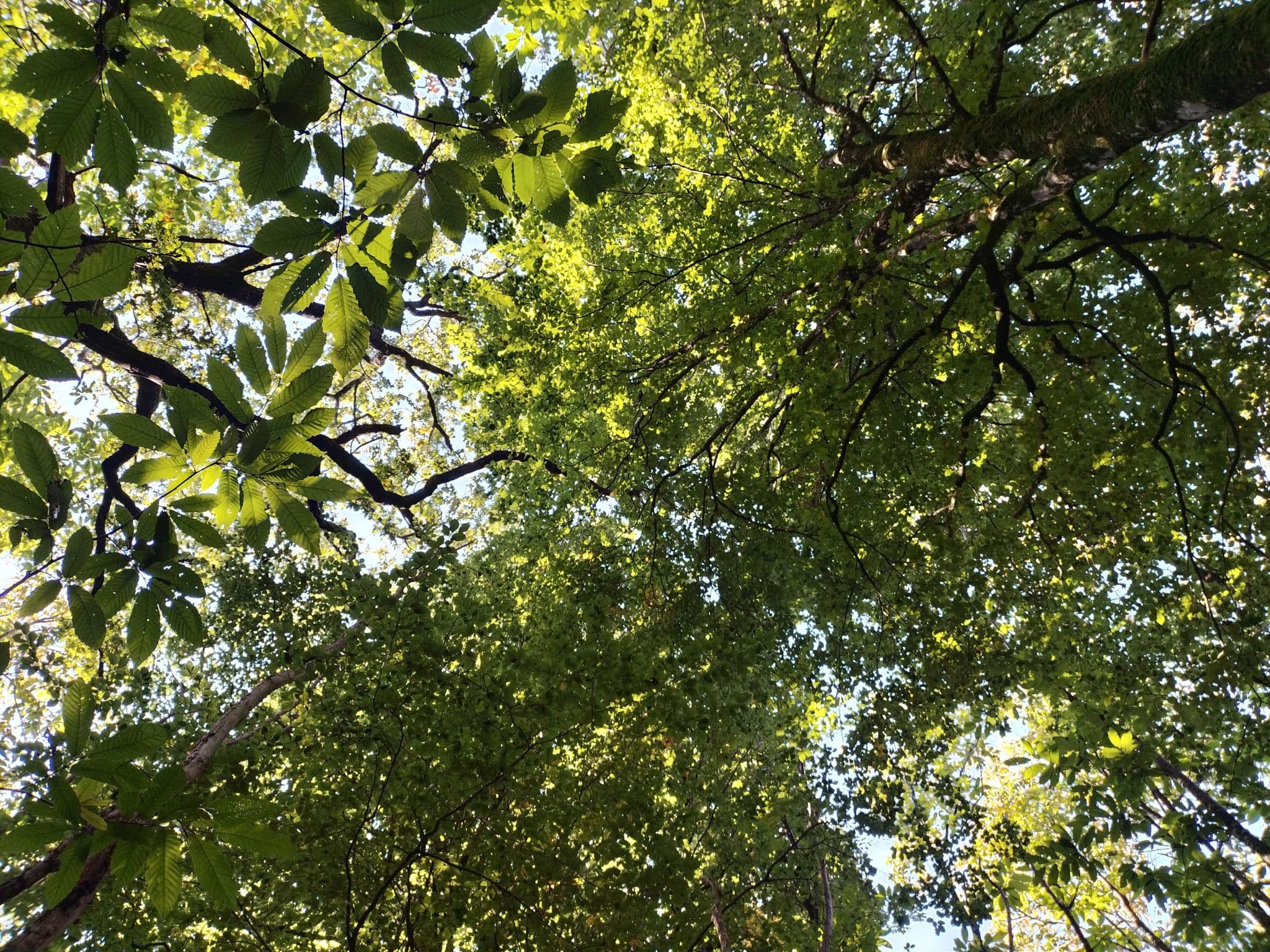Forêt de l'Hermitain_Souvigné10