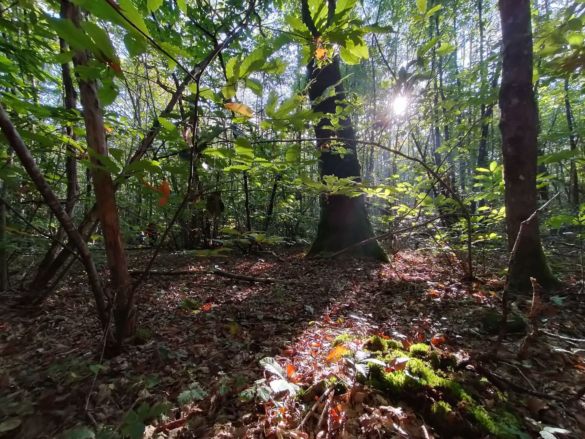 Forêt de l'Hermitain_Souvigné2
