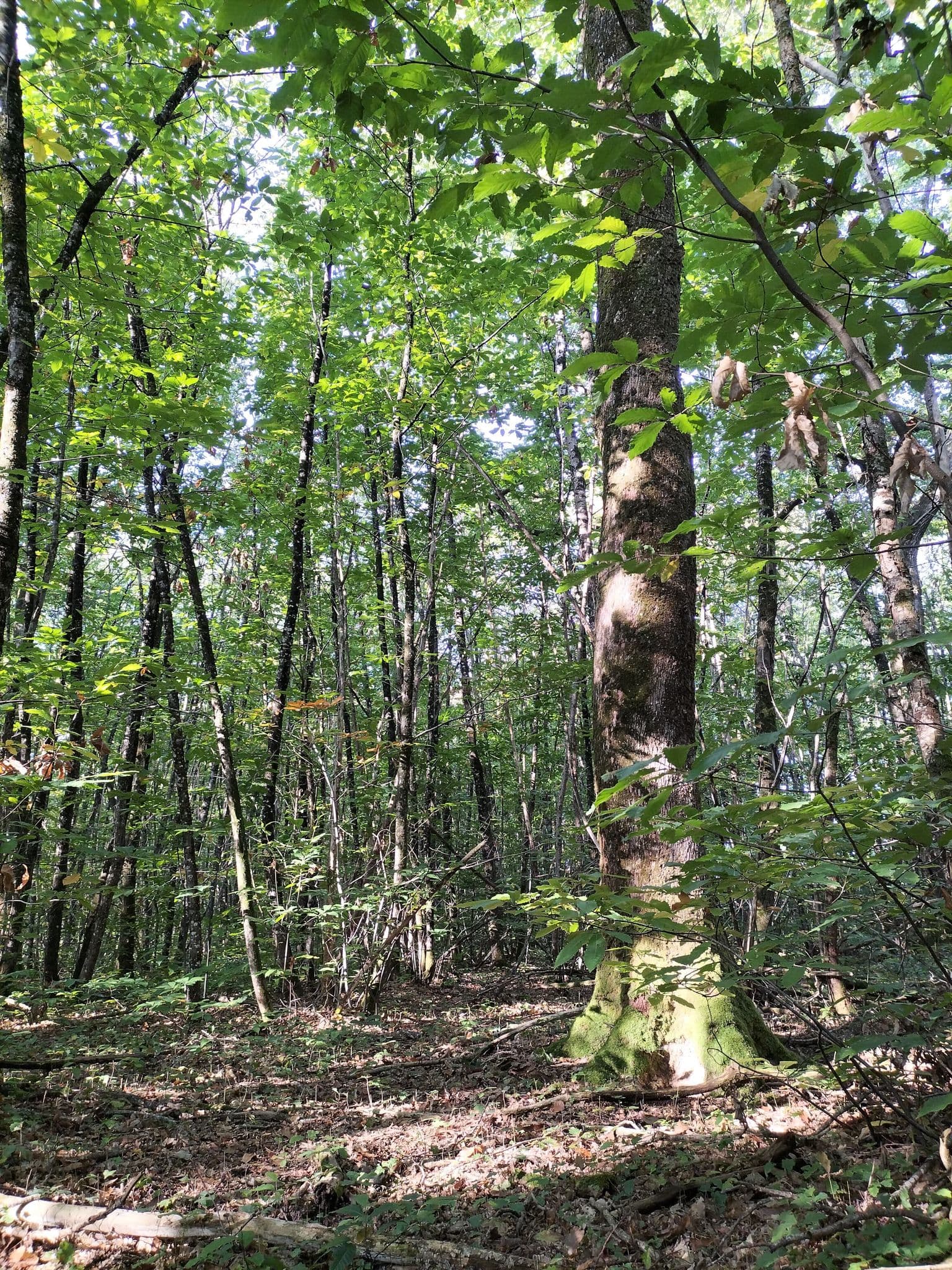 Forêt de l'Hermitain_Souvigné5