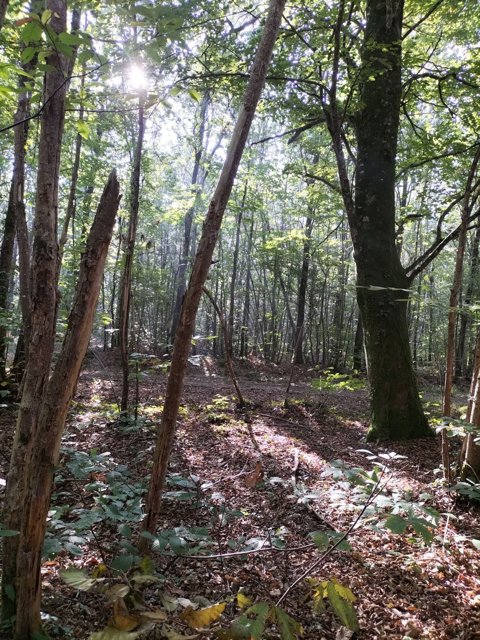 Forêt de l'Hermitain_Souvigné7
