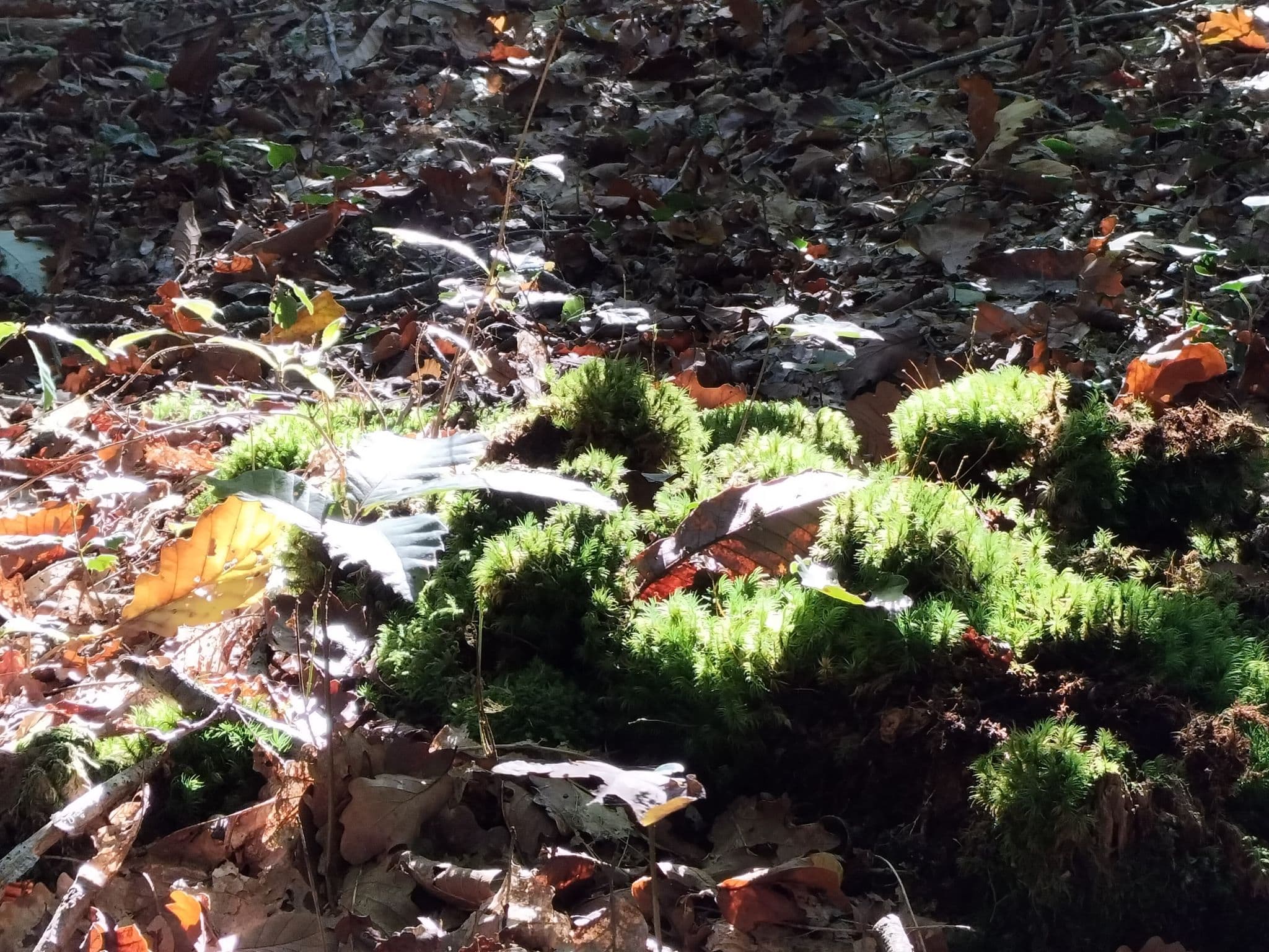 Forêt de l'Hermitain_Souvigné8