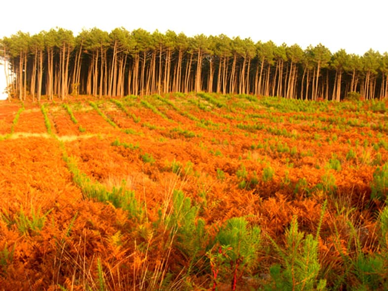 ForetPinsBelinBeliet-FG-PNRLG1petie