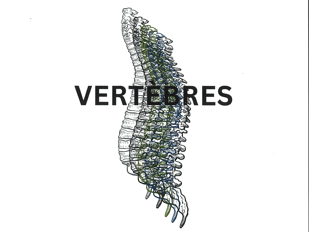 GALERIE Vertebres