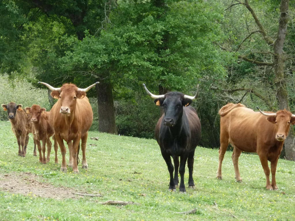 Ganaderia Béarn Armagnac 4