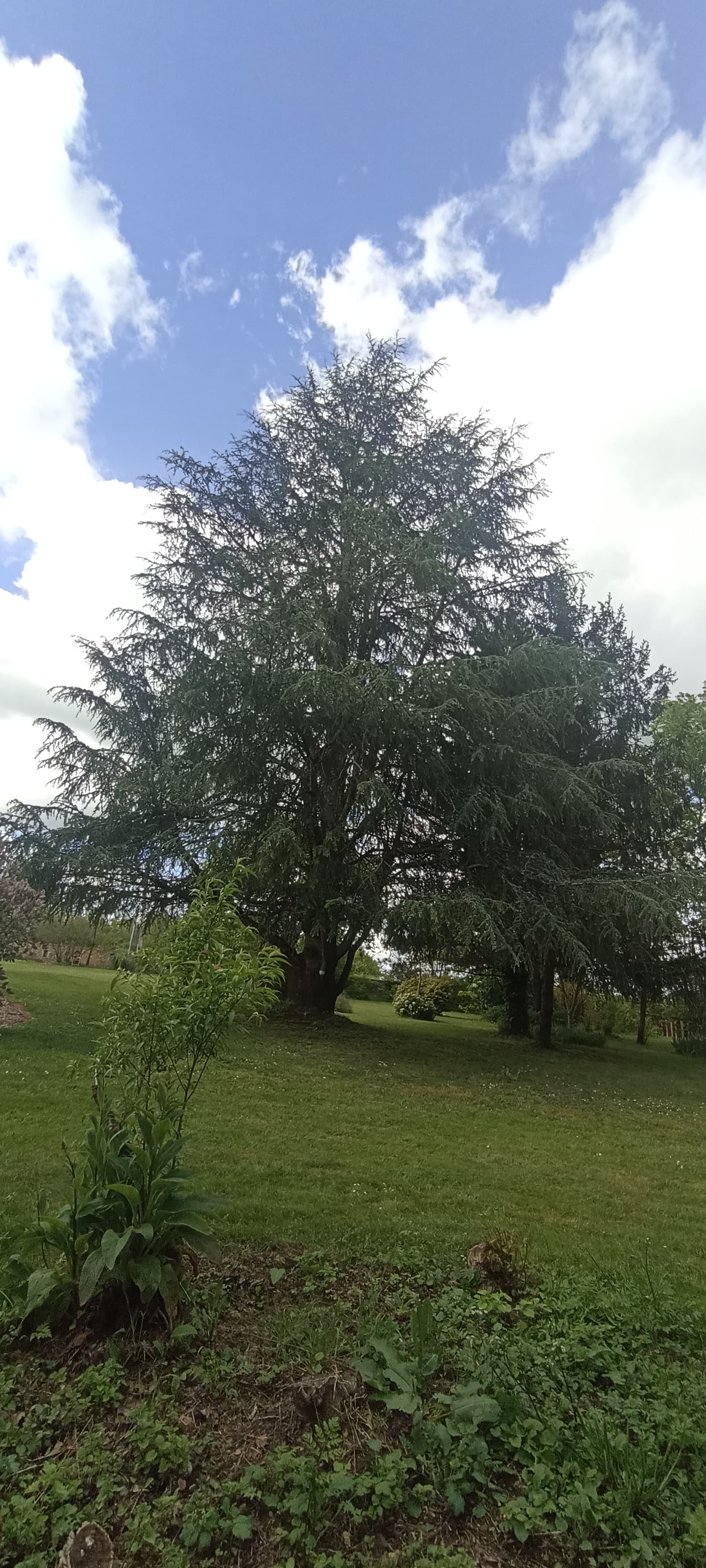 Gingko (19)