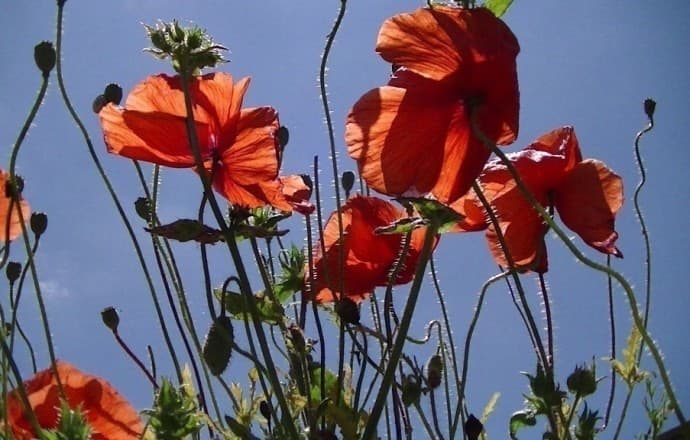 Gîte Les Coquelicots 12