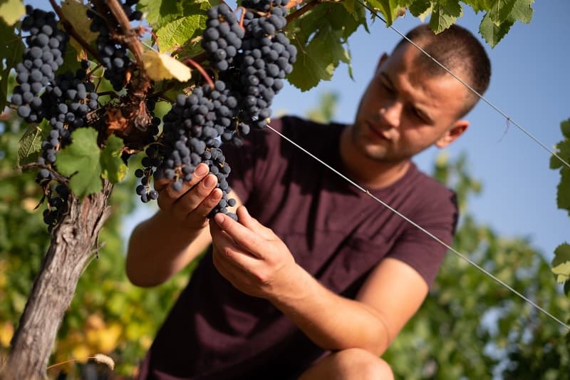 Grand Montet portrait vigne