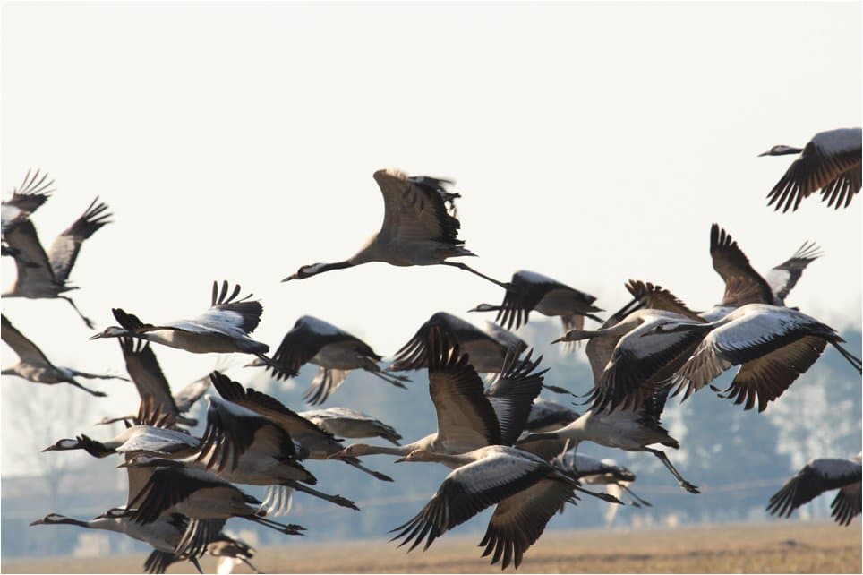 Grues en vol