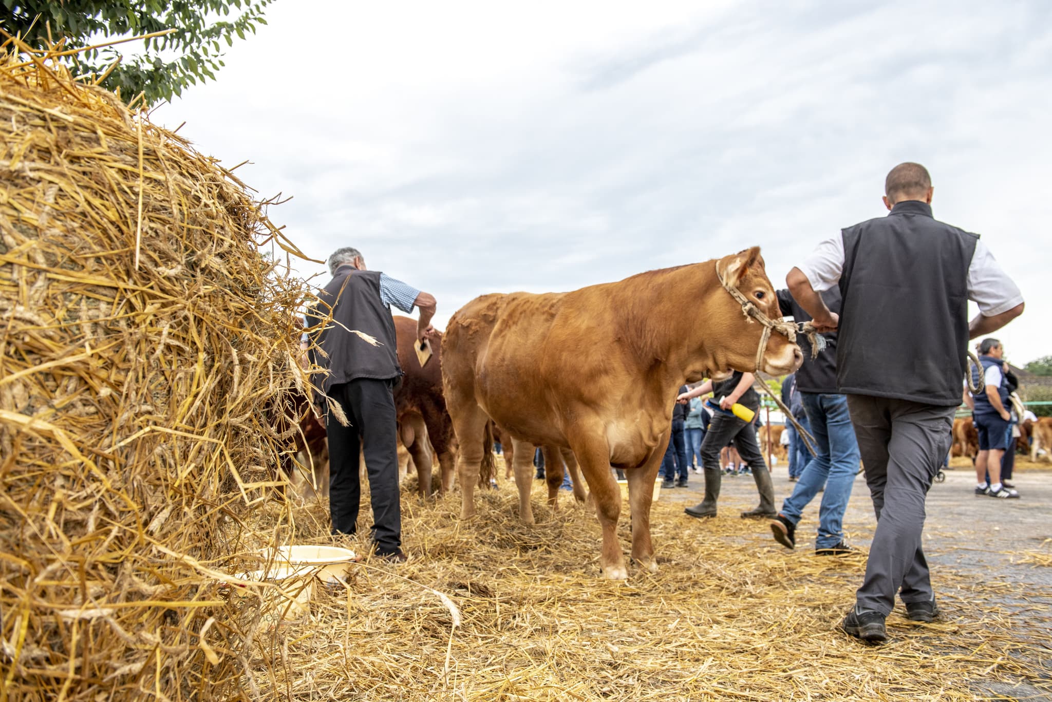 Comice agricole