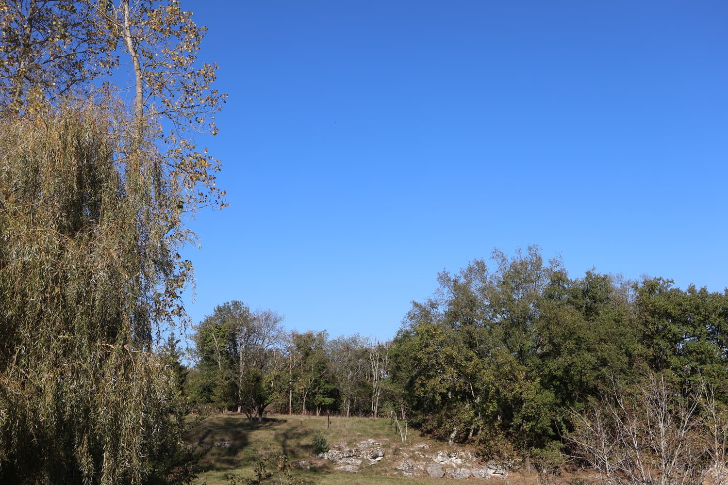 HLOAQU047V50NGRQ_Terrabulle_arbres_09
