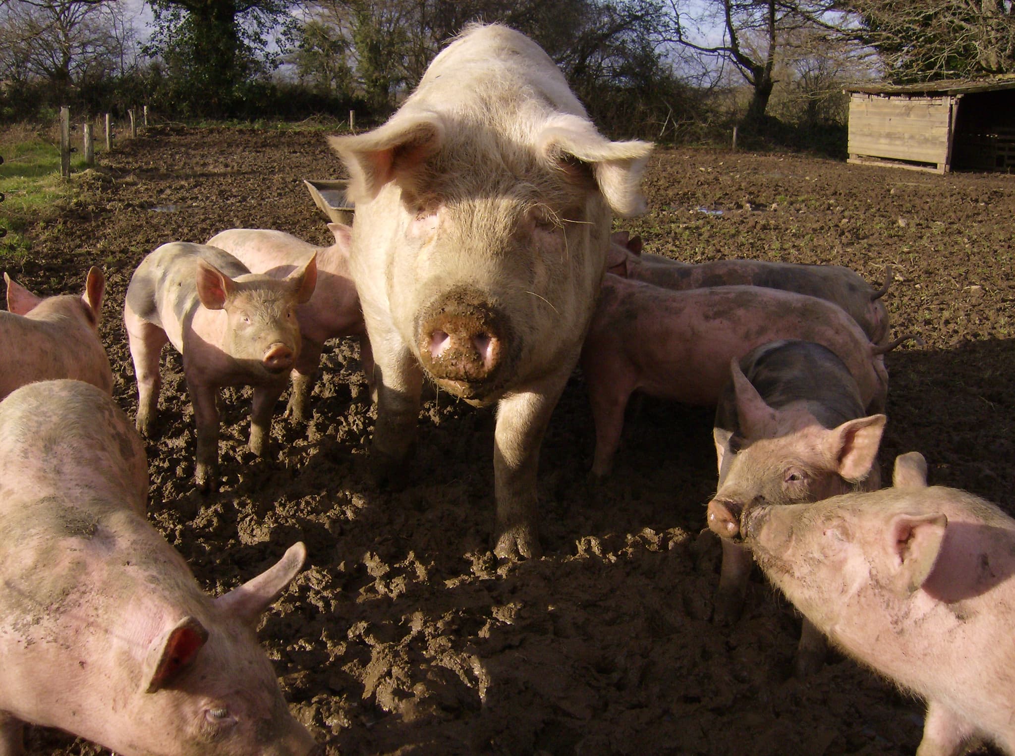 Cochons