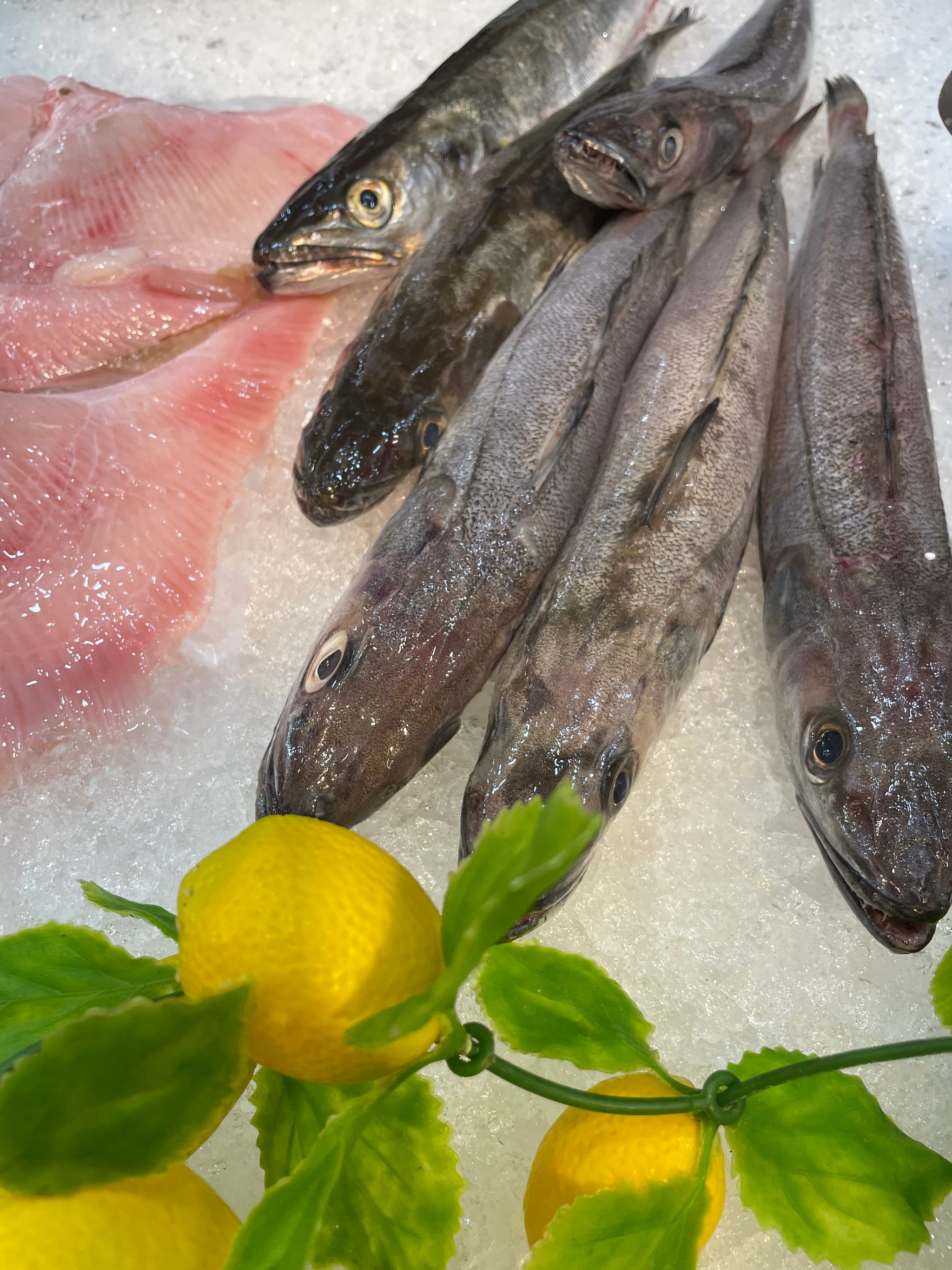 Haddock4