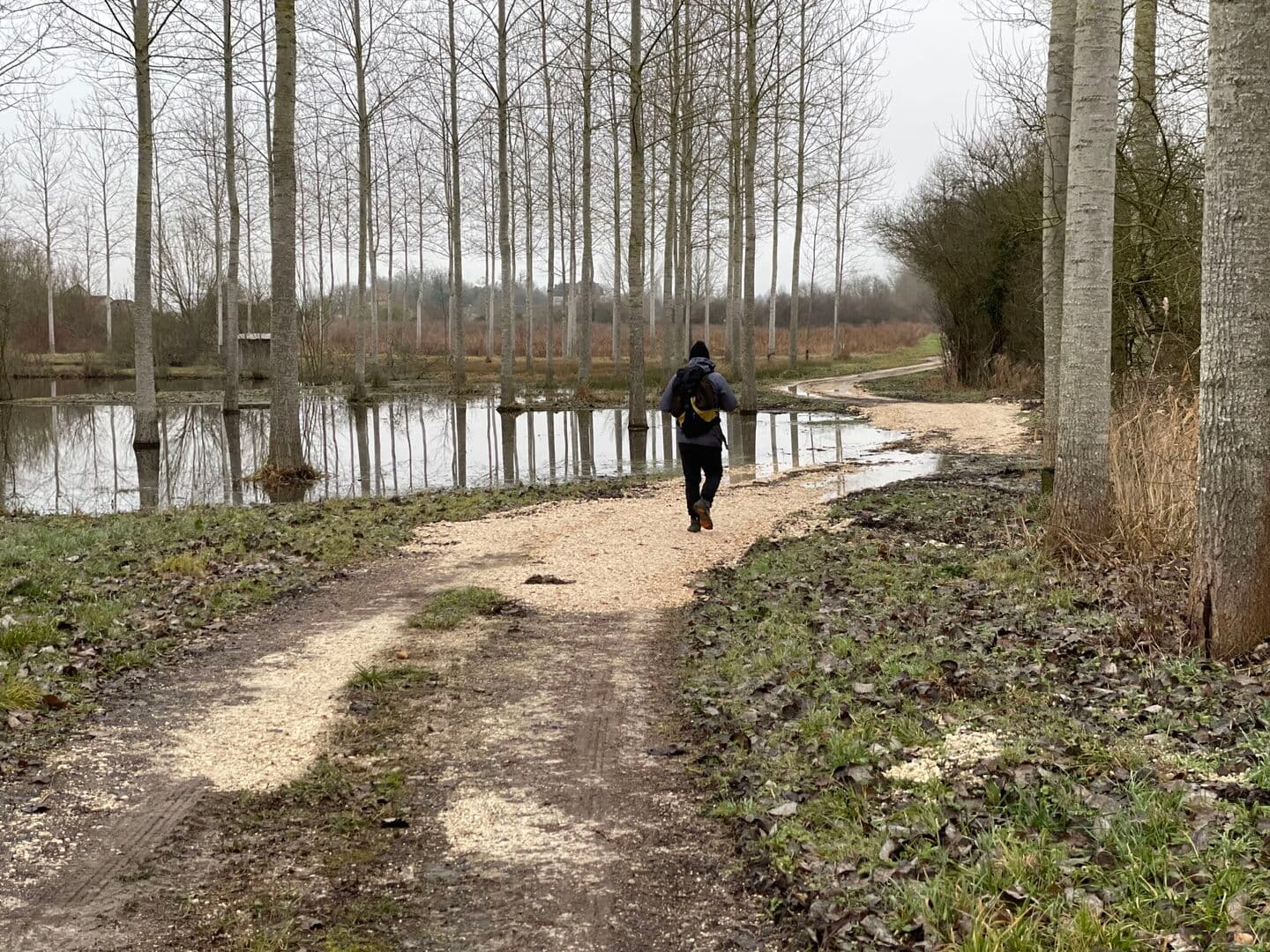Hérons dans le Champs
