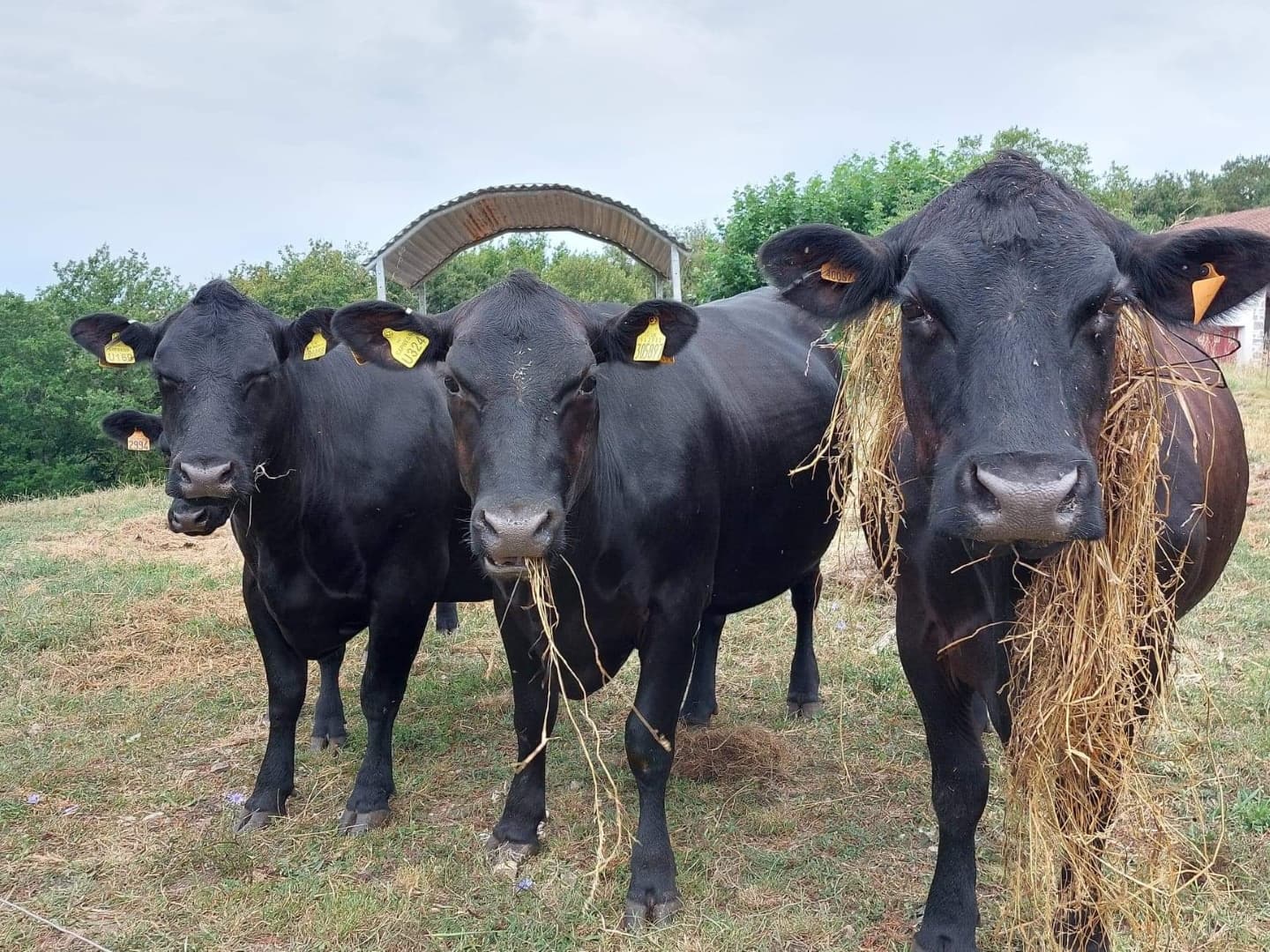 Hirigoingo-vaches