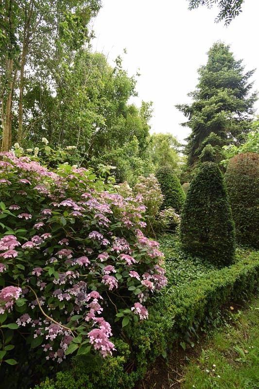 Hortensias Château Pierrail