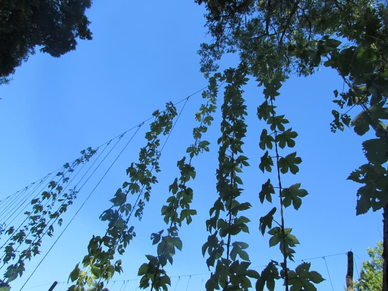Houblon1