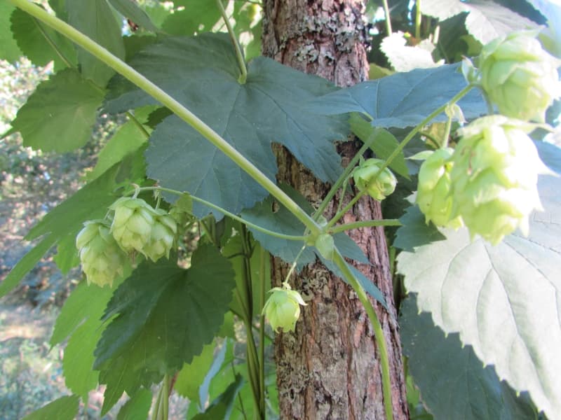 Houblon4
