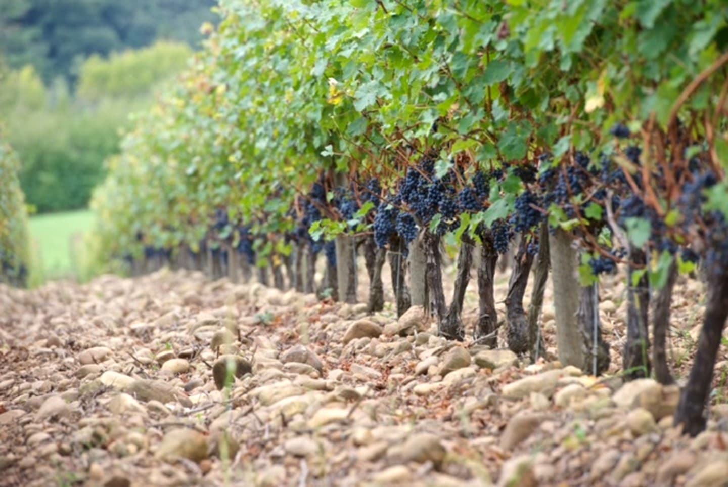 Domaine Mont d'Oraàs