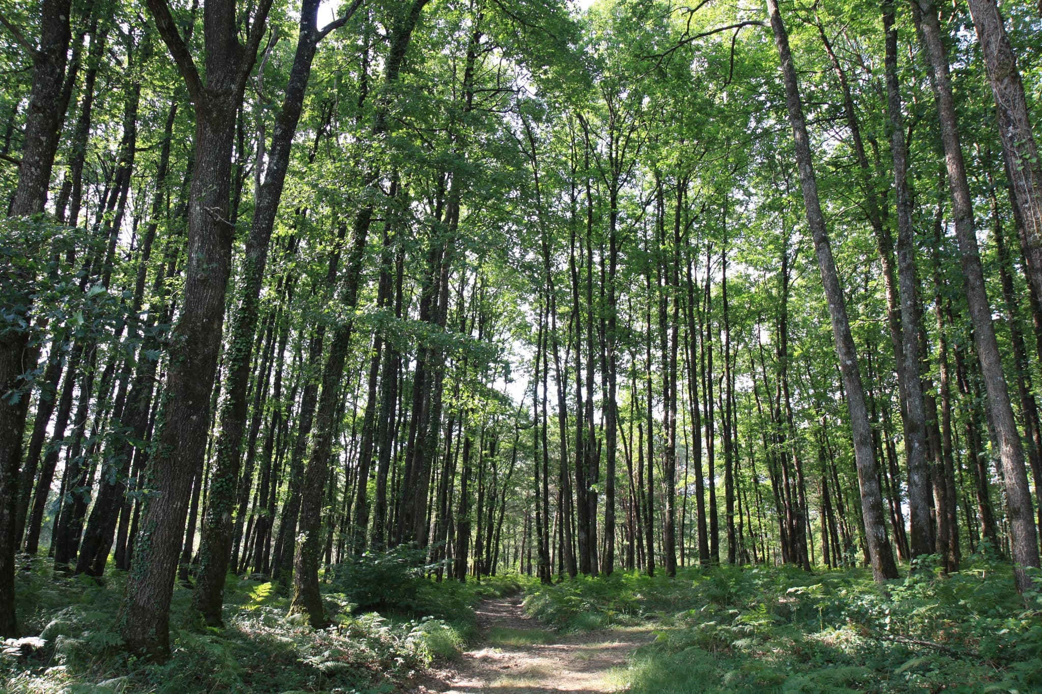 Dans les bois du domaine