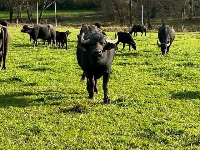 Le champ des buflonnes