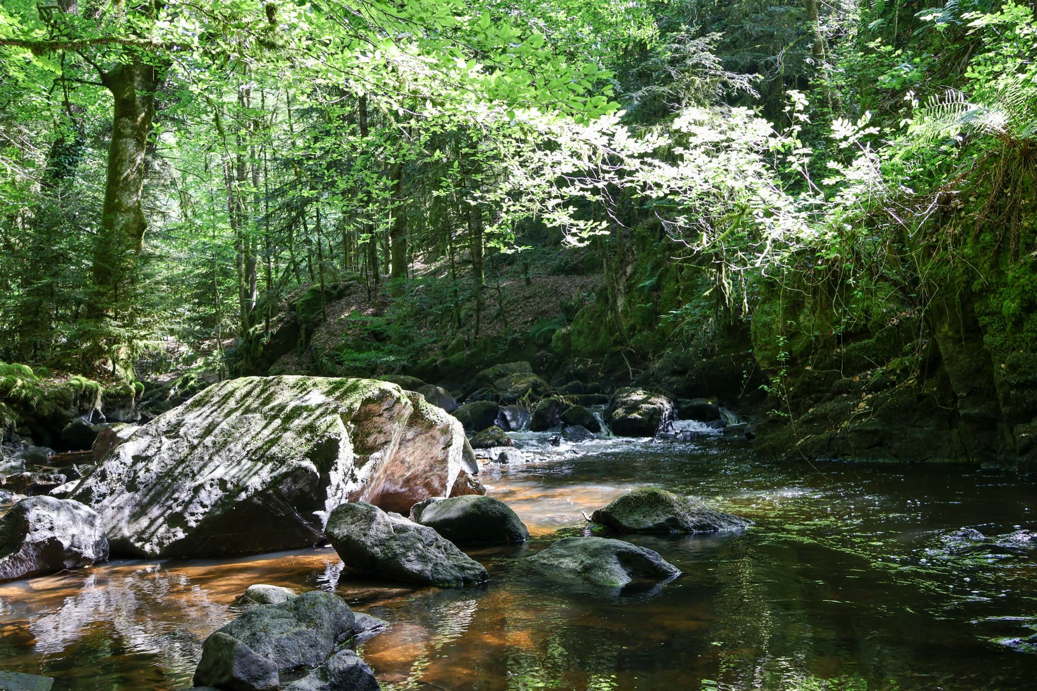 La montane - Gimel