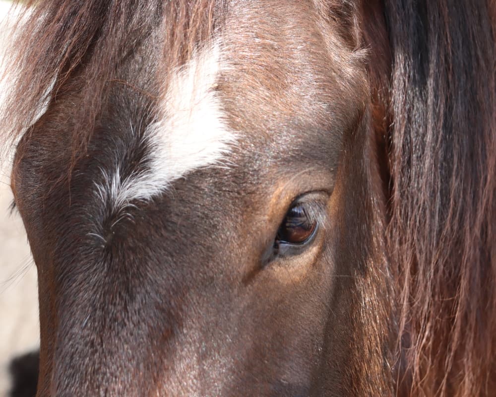Cheval