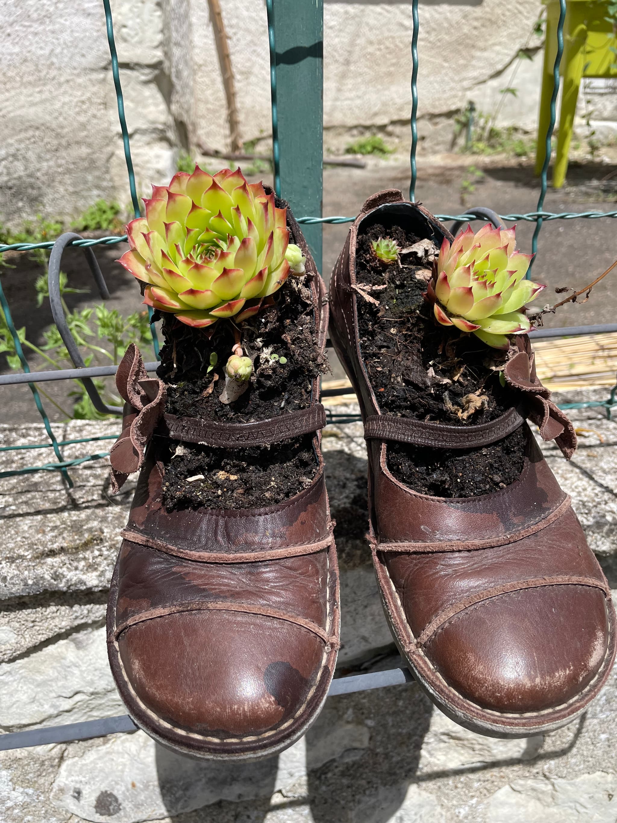 Ces petits cactus ont trouvé chaussures à leurs racines