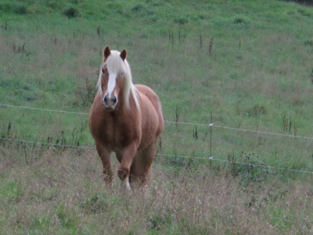 Centre équestre Cheval Pot'Agé