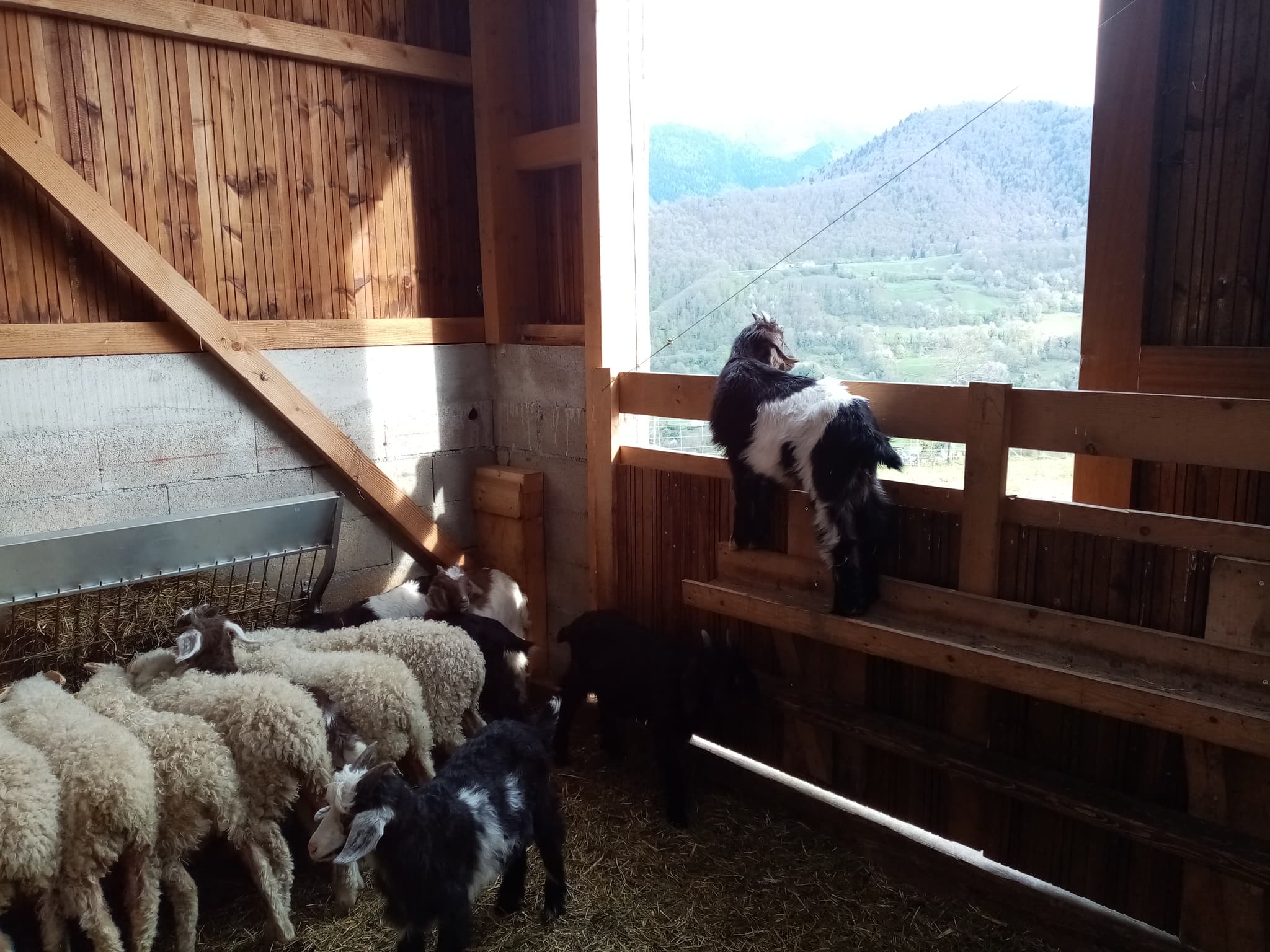 Chèvrerie des Caprices de Lescun en vallée d'Aspe
