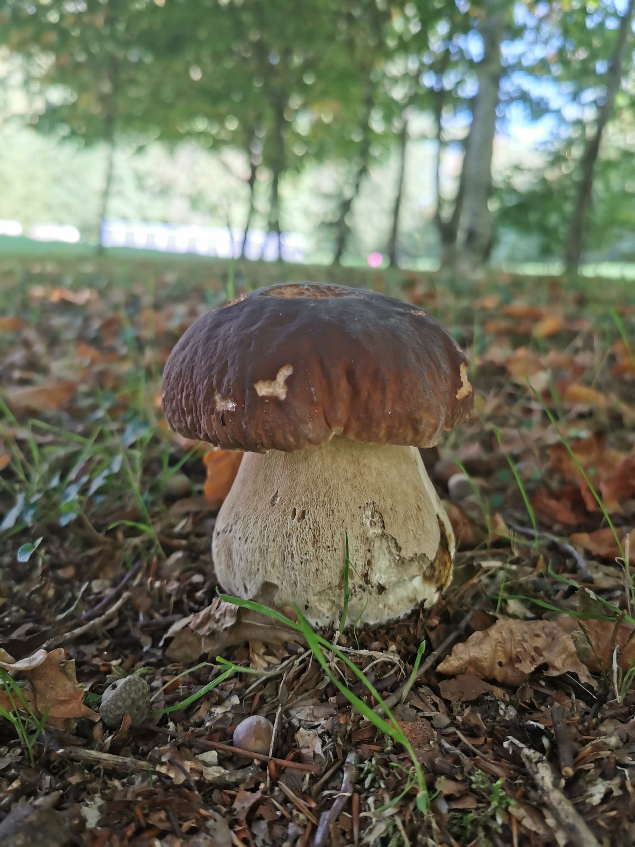 Beau cèpe dans notre propriété_15