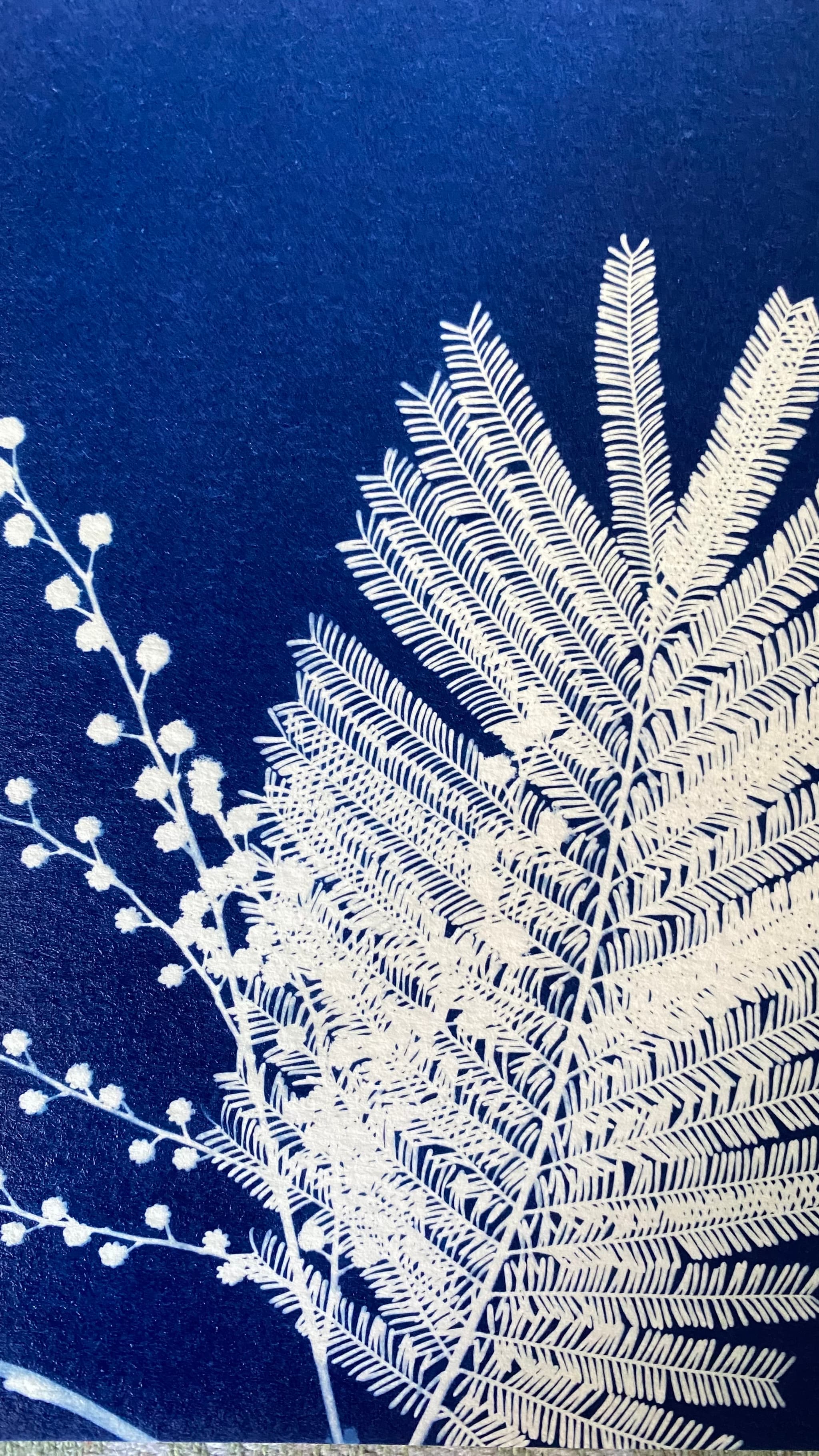 Cyanotypes