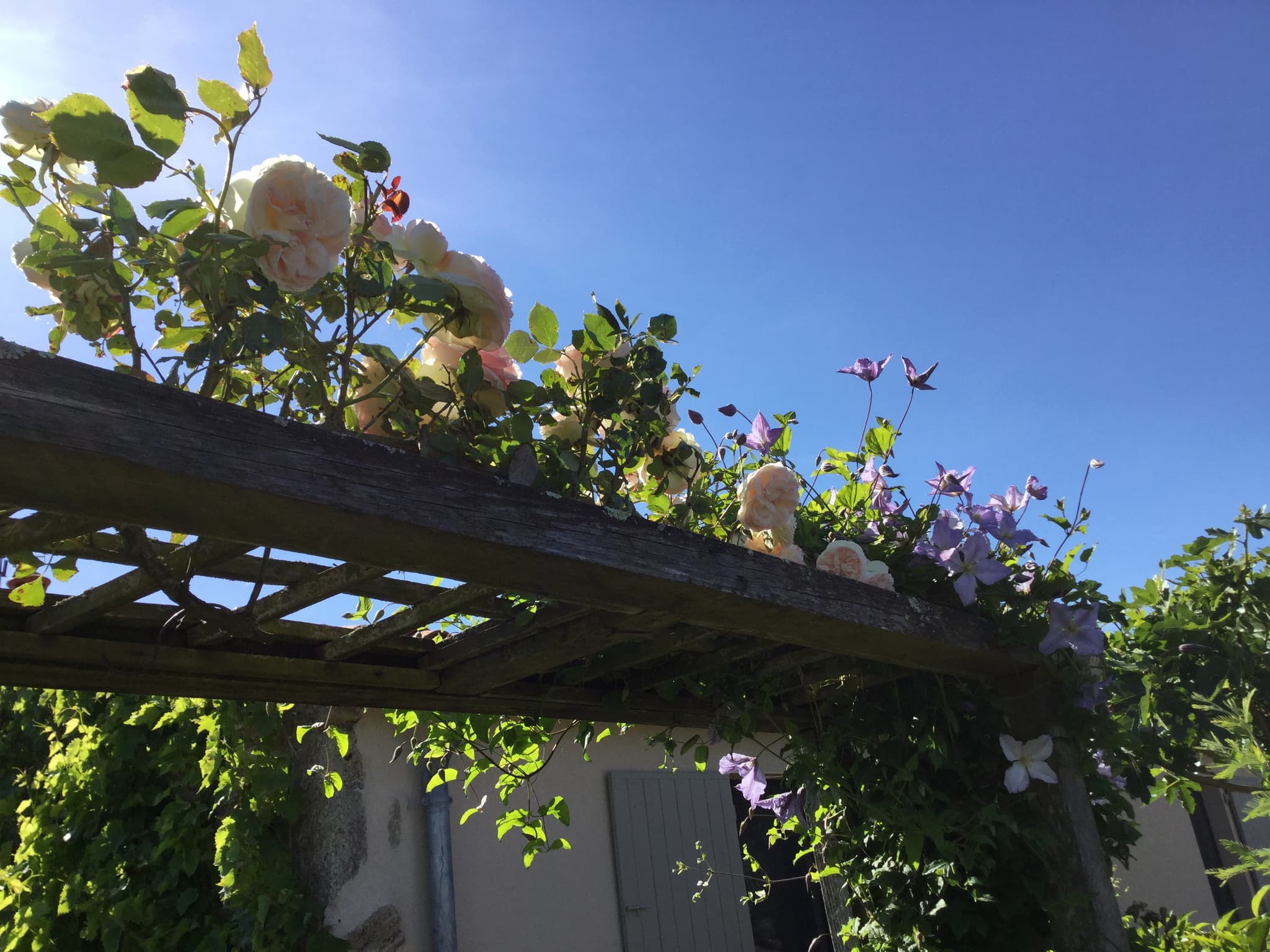 Jardin