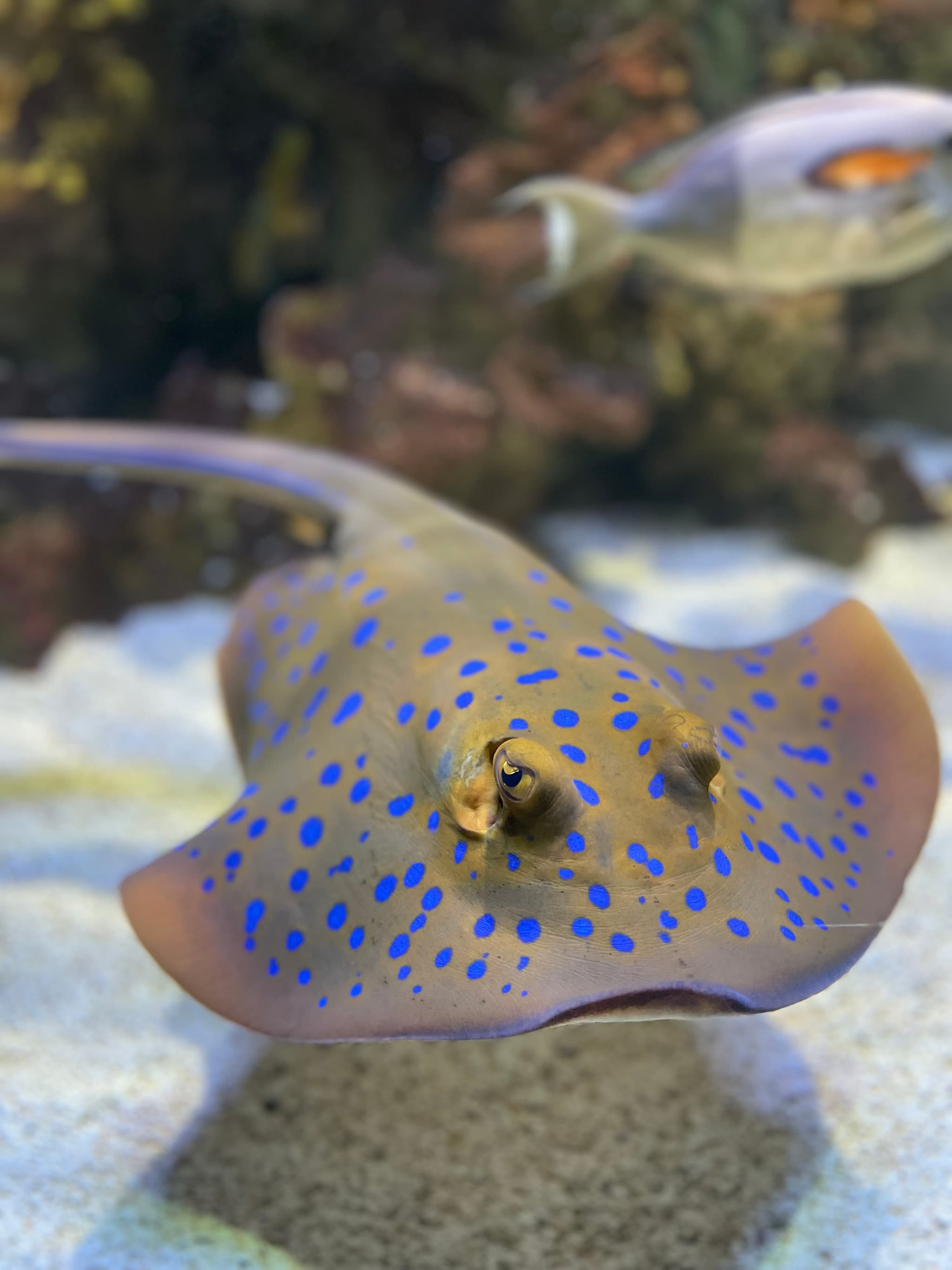 Aquarium Refuge de Limoges_5