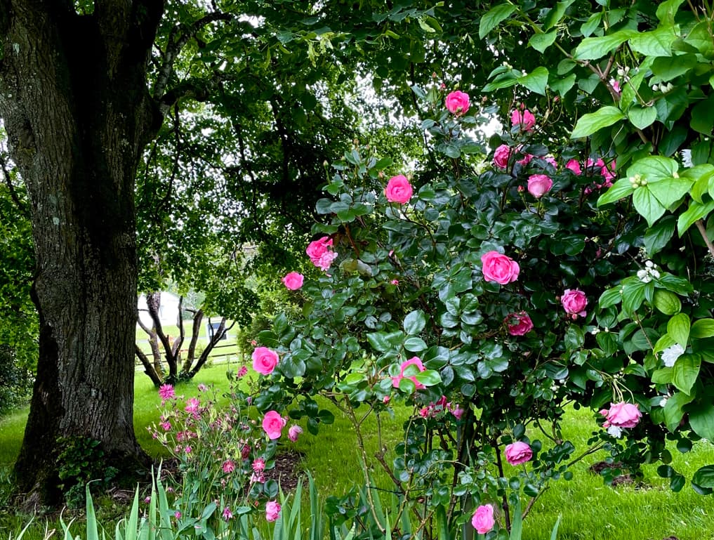 jardin