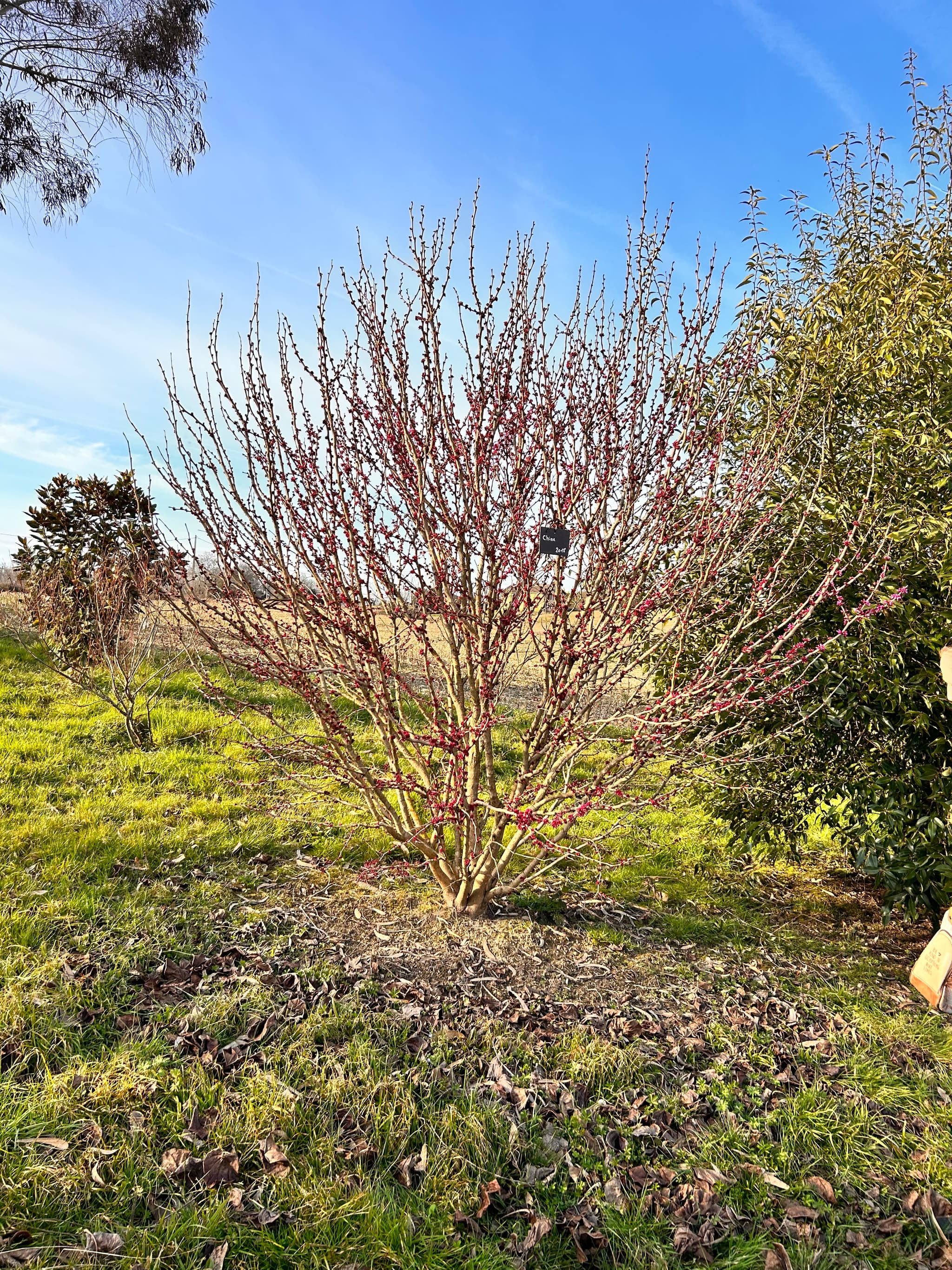 Laurède - Jardin de Termi