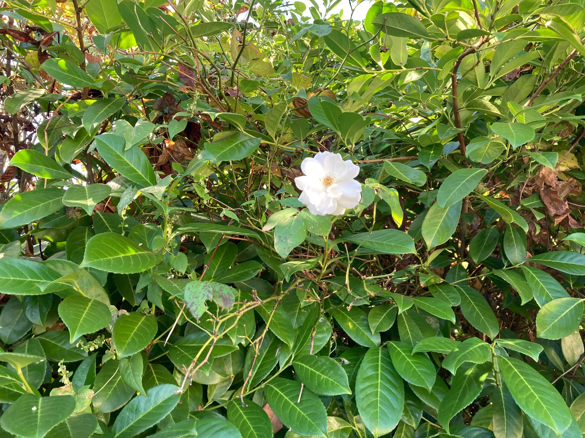 Le jardin 2